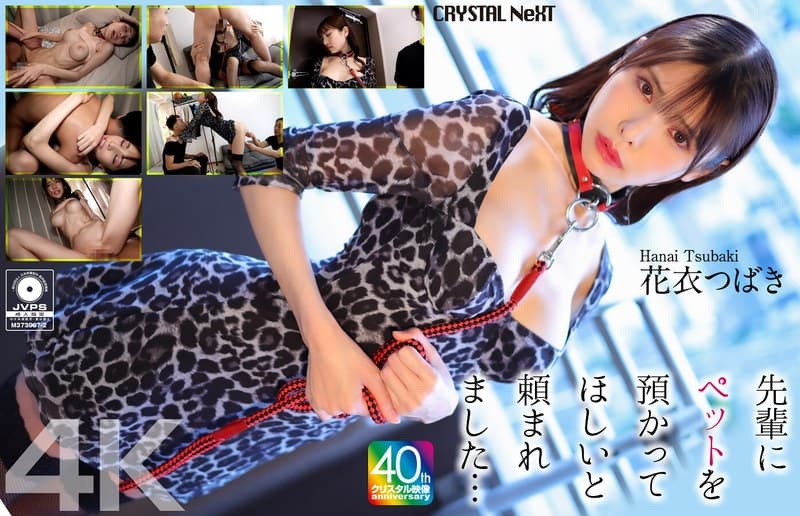 『【4K】先輩にペットを預かってほしいと頼まれました… 花衣つばき』の代表画像